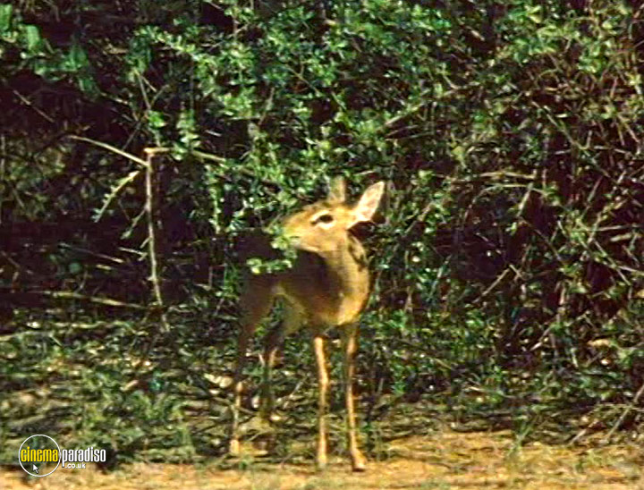 A still #20 from Wildlife: Secret Animals of Africa (2005)