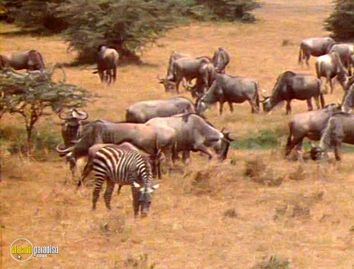 A still #19 from Wildlife: Secret Animals of Africa (2005)