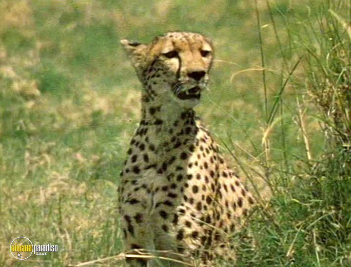 A still #18 from Wildlife: Secret Animals of Africa (2005)