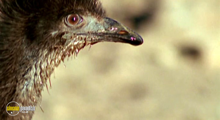 A still #25 from Rise of the Feathered Dragon (2006)