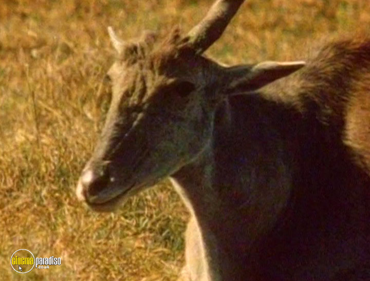 A still #20 from The World of Wildlife: Africa (2008)
