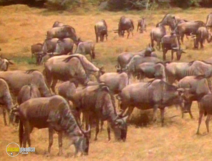 A still #19 from The World of Wildlife: Africa (2008)
