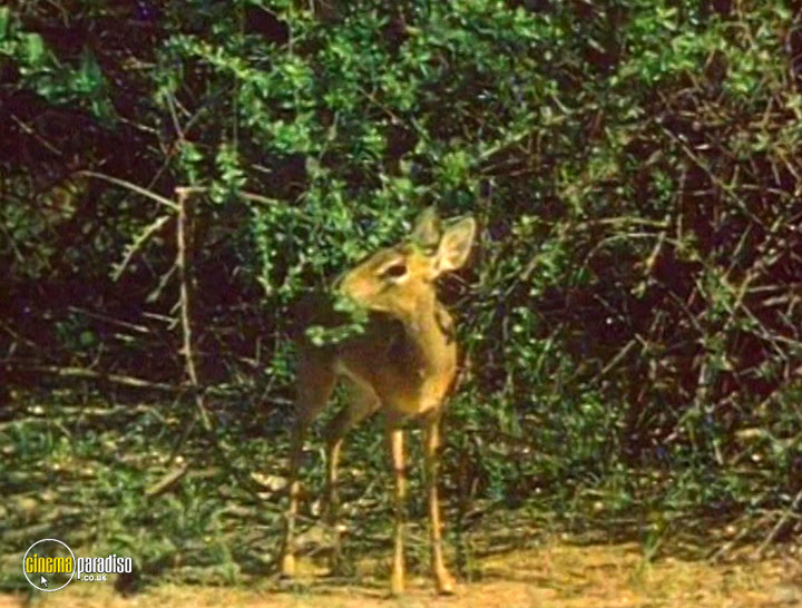 A still #18 from The World of Wildlife: Africa (2008)