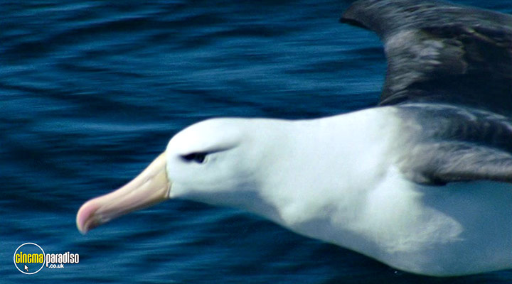 A still #28 from Deep Blue (2003)