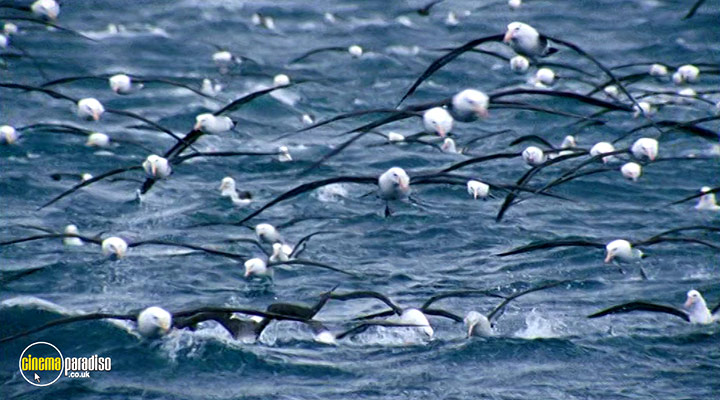 A still #27 from Deep Blue (2003)