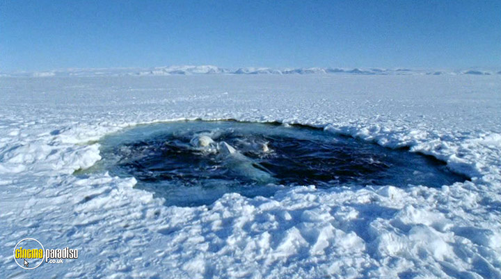 A still #14 from Deep Blue (2003)