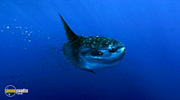 A still #13 from Deep Blue (2003)