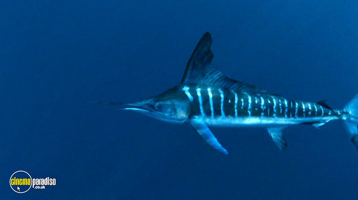 A still #10 from Deep Blue (2003)