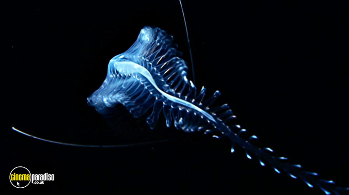 A still #9 from Deep Blue (2003)