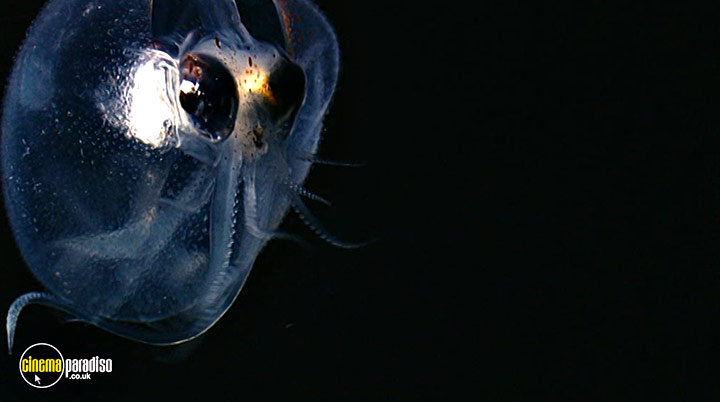 A still #8 from Deep Blue (2003)
