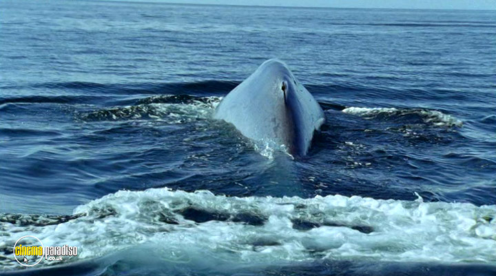 A still #4 from Deep Blue (2003)