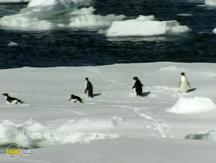 A still #19 from Wildest Antarctica and Arctic (1998)
