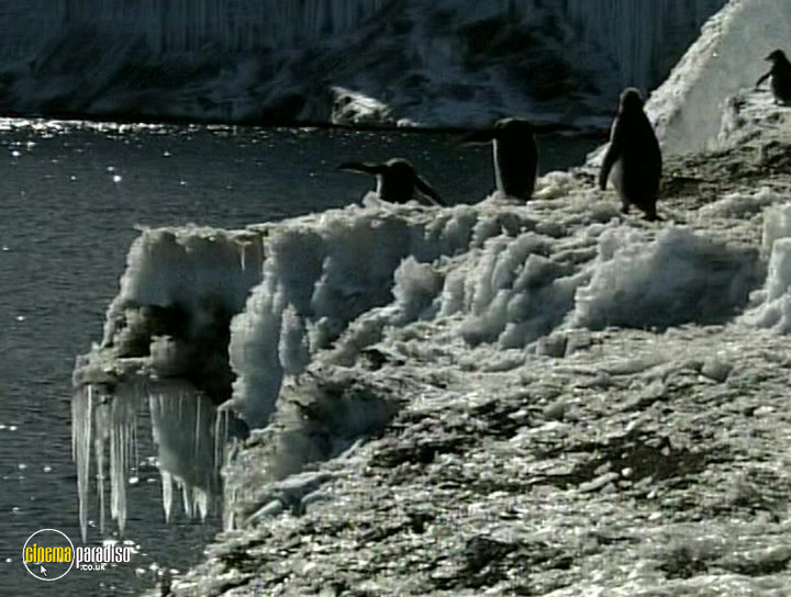 A still #18 from Wildest Antarctica and Arctic (1998)