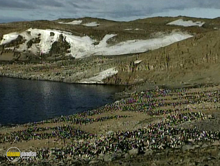 A still #17 from Wildest Antarctica and Arctic (1998)