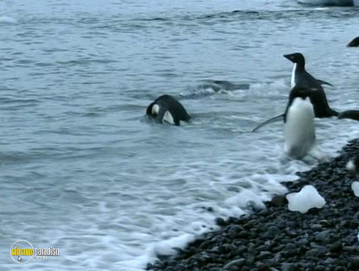 A still #16 from Wildest Antarctica and Arctic (1998)