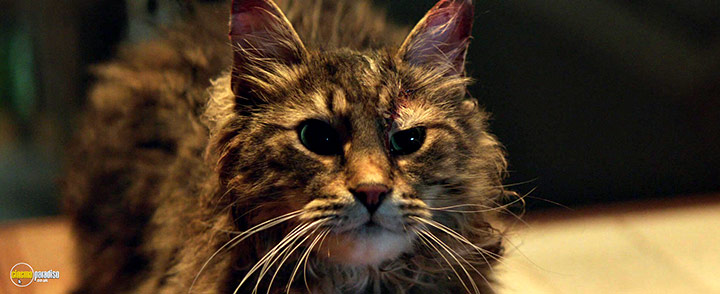 A still #125 from Pet Sematary (2019)