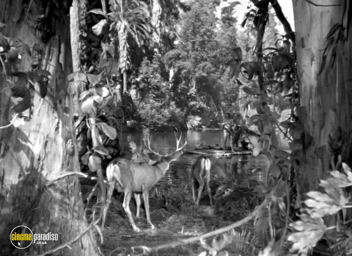 A still #29 from Tarzan and the Amazons/ Tarzan and the Leopard Woman (1945)