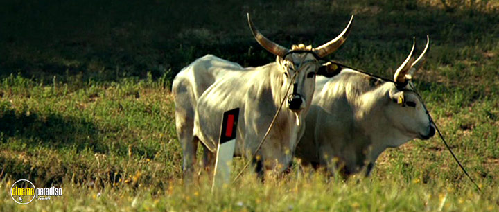 A still #5 from Holy Money (2009)