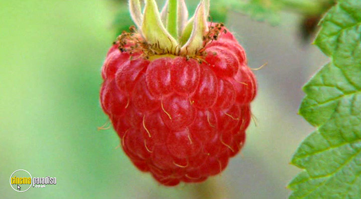 A still #26 from How to Grow Fruit (2006)