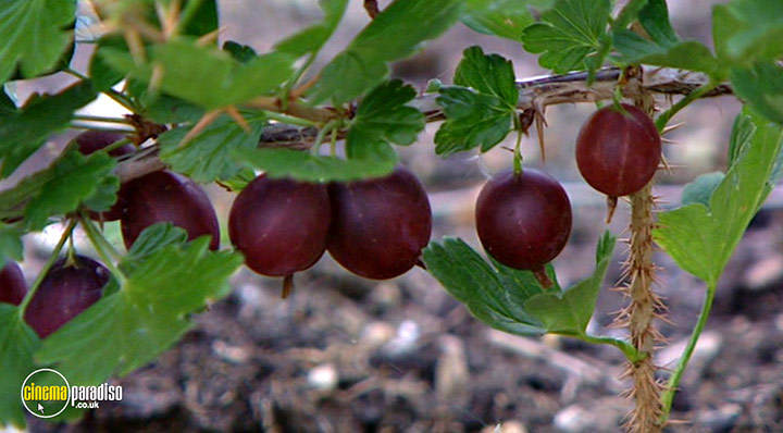 A still #25 from How to Grow Fruit (2006)