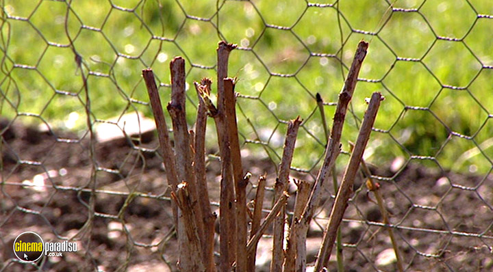 A still #21 from How to Grow Fruit (2006)