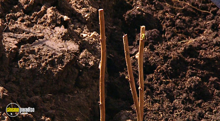 A still #20 from How to Grow Fruit (2006)