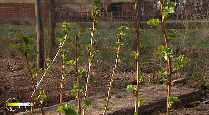 A still #18 from How to Grow Fruit (2006)