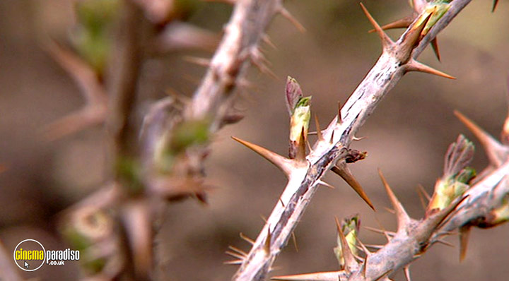 A still #17 from How to Grow Fruit (2006)