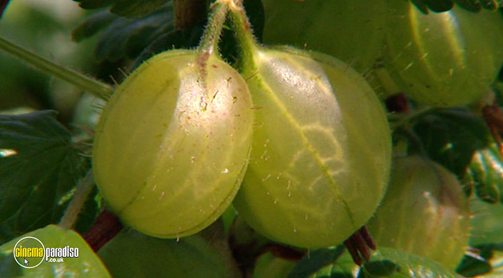 A still #15 from How to Grow Fruit (2006)