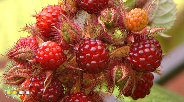 A still #14 from How to Grow Fruit (2006)