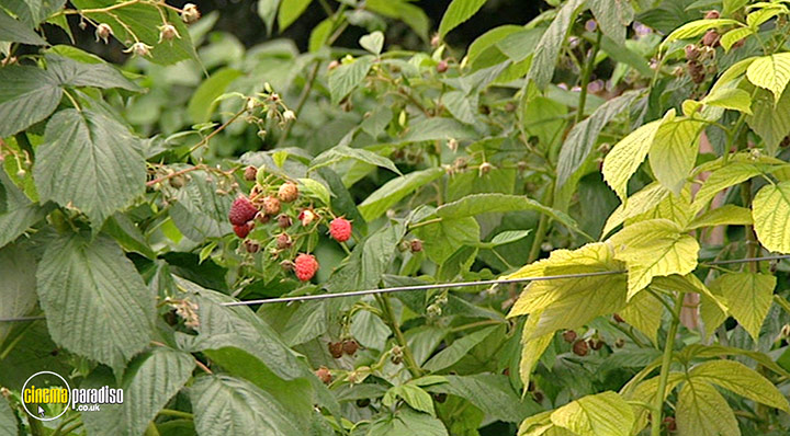 A still #12 from How to Grow Fruit (2006)
