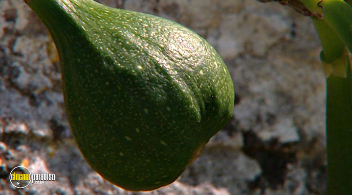 A still #10 from How to Grow Fruit (2006)