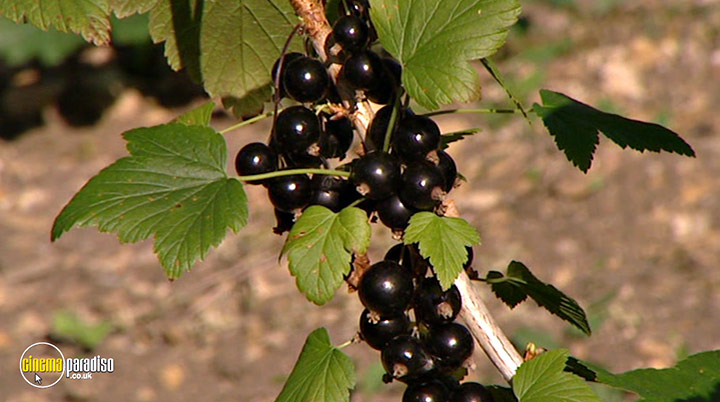 A still #1 from How to Grow Fruit (2006)