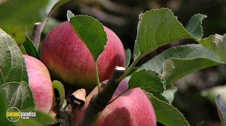 A still #7 from How to Grow Fruit (2006)