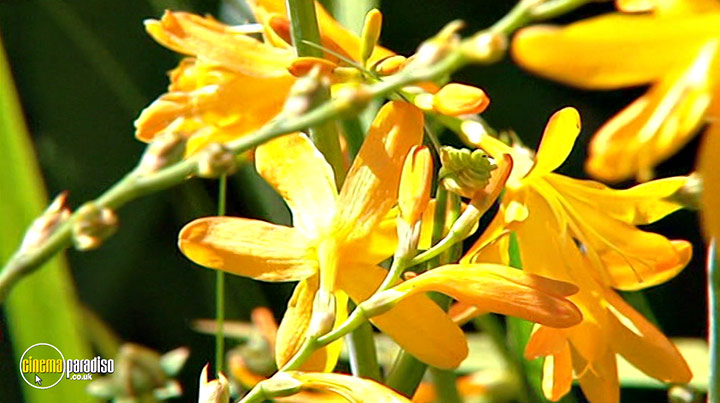 A still #5 from How to Grow Fruit (2006)