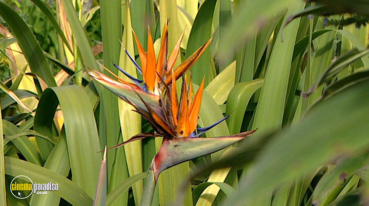 A still #4 from How to Grow Fruit (2006)