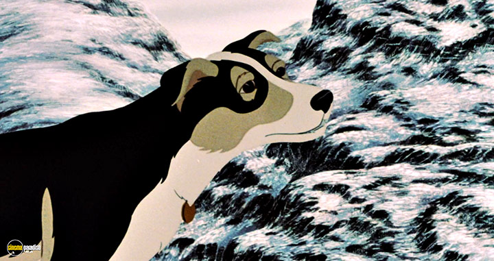 A still #51 from The Plague Dogs (1982)