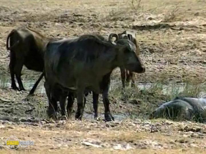 A still #23 from The Third Planet: Wood-Cutting Elephants of Laos (2013)