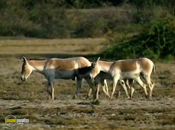 A still #22 from The Third Planet: Wood-Cutting Elephants of Laos (2013)