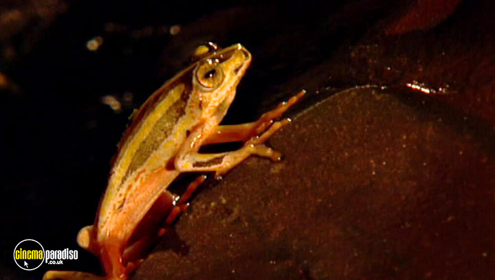 A still #25 from Animal Nation: Frogs (2007)