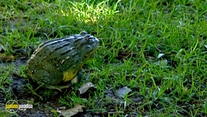 A still #24 from Animal Nation: Frogs (2007)