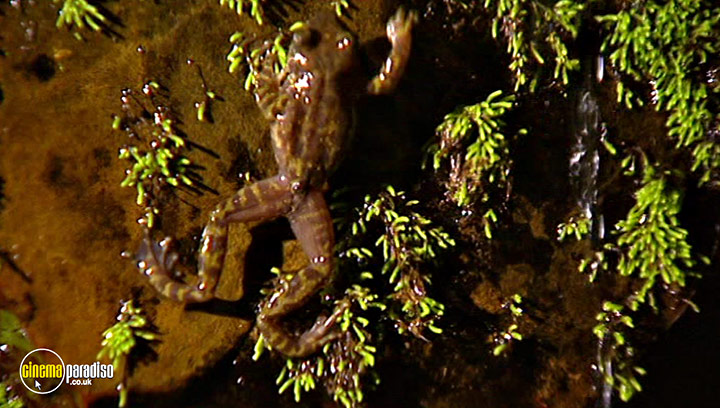 A still #22 from Animal Nation: Frogs (2007)