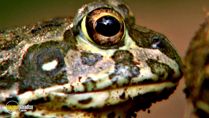 A still #21 from Animal Nation: Frogs (2007)