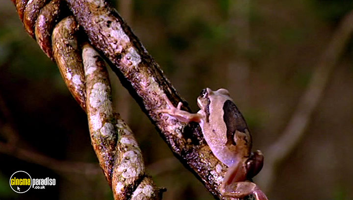 A still #20 from Animal Nation: Frogs (2007)