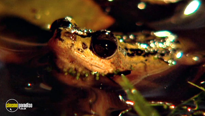 A still #19 from Animal Nation: Frogs (2007)