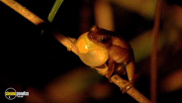 A still #18 from Animal Nation: Frogs (2007)
