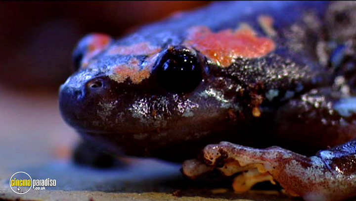 A still #17 from Animal Nation: Frogs (2007)