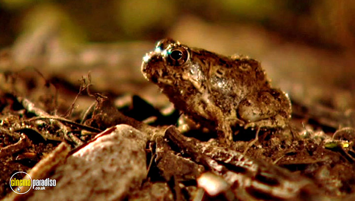 A still #1 from Animal Nation: Frogs (2007)