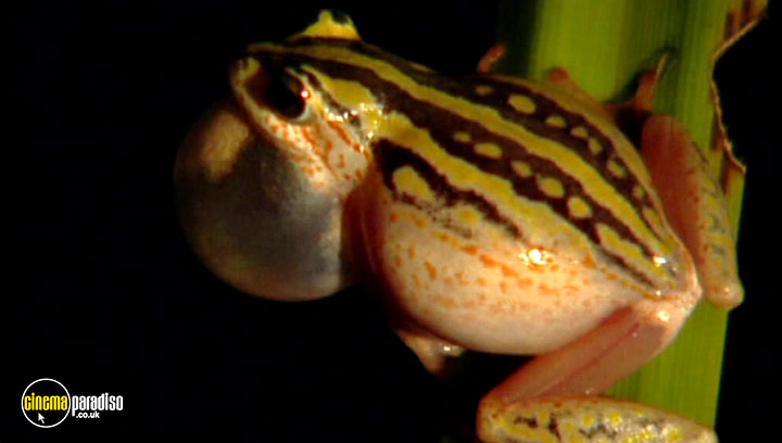A still #16 from Animal Nation: Frogs (2007)