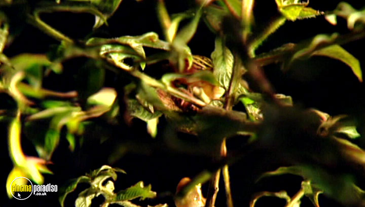 A still #15 from Animal Nation: Frogs (2007)